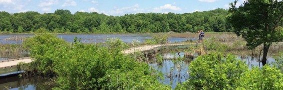 Wonderful Wetlands at Huntley Meadows Park Huntley Meadows boardwalk