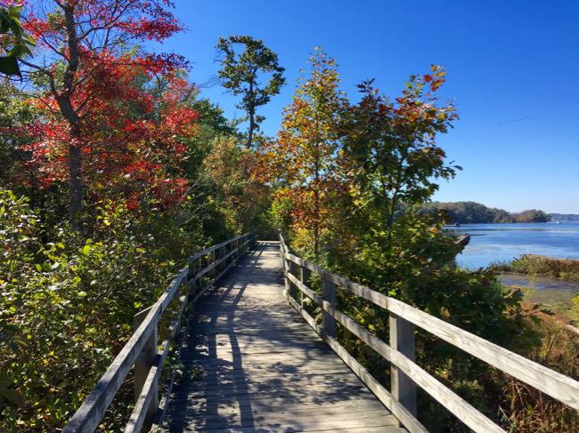 Bay View Trail boardwalk Mason Neck SP