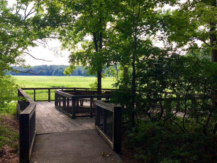 The wheelchair accessible Great Marsh Trail leads to a platform overlooking the marsh in at Mason Neck Virginia