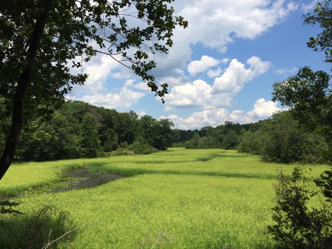 Marsh platform view Mason Neck