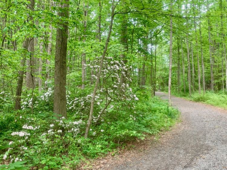 Mountain laurel by the CCT hike in Reston VA