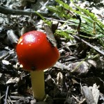 CCT seg 7 red mushroom