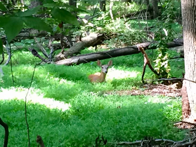 Deer on Fairfax CCT segment 7