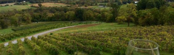 5 Virginia Hike and Wine Day Trips Close to Washington DC Bluemont Vineyards view