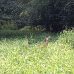 Deer along Long Branch SV