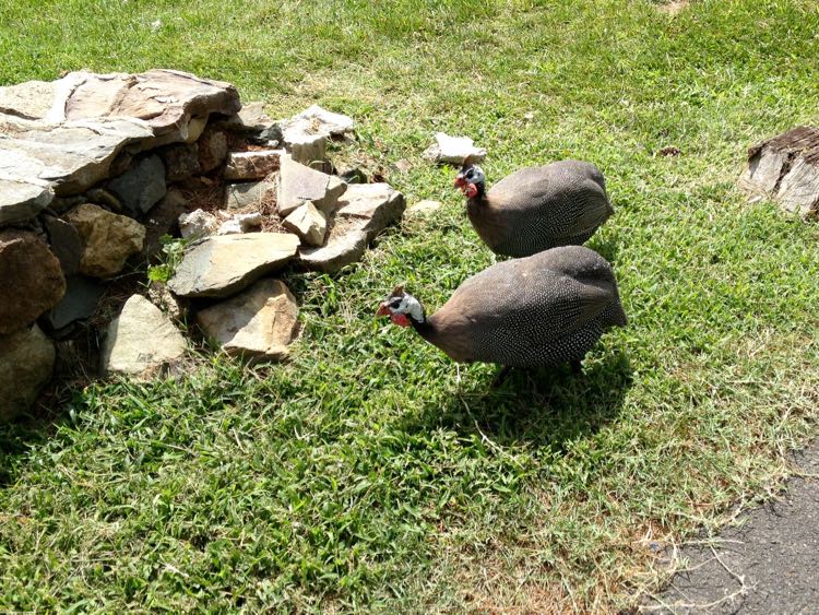 Guinea hens at Blackthorne Inn