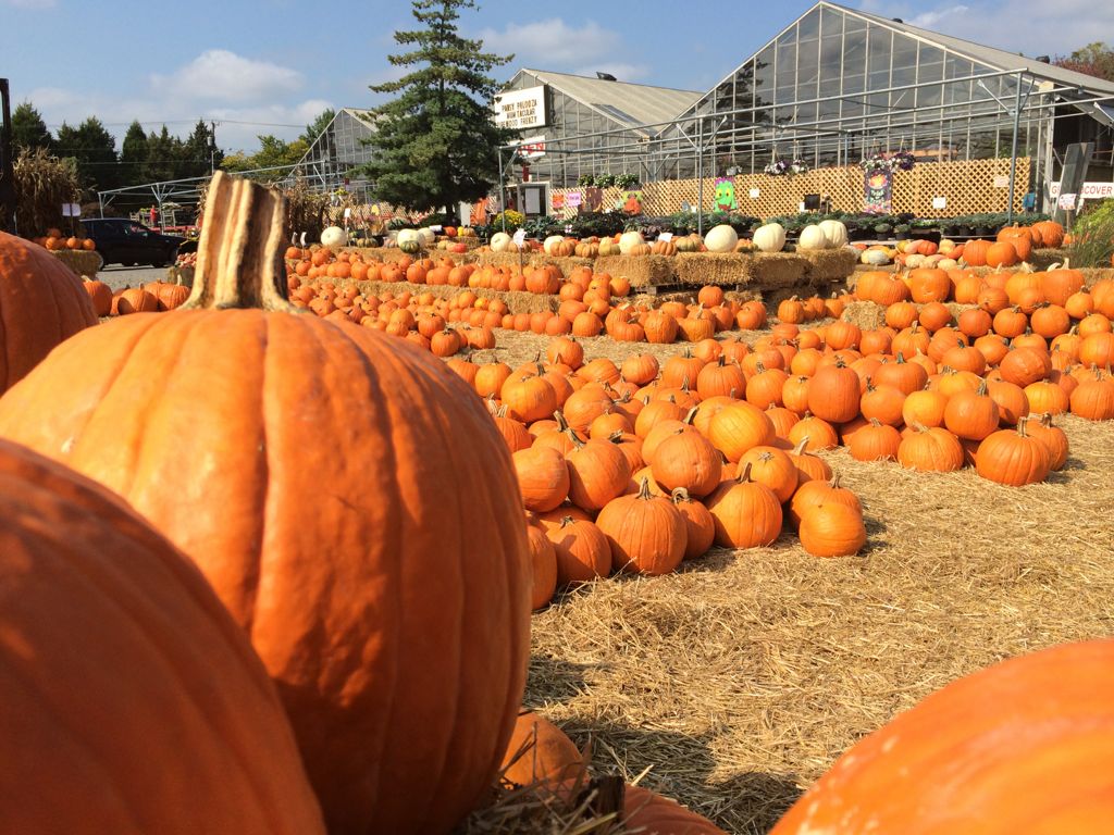 Northern Virginia Pumpkin Patch Fun 2015