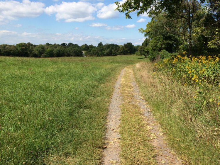 Trail along meadow