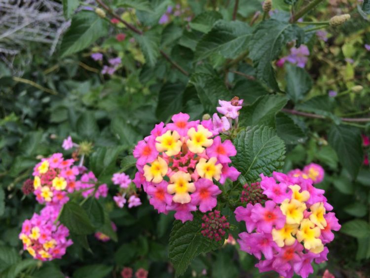 Colorful flora at Green Spring Gardens in Northern Virginia