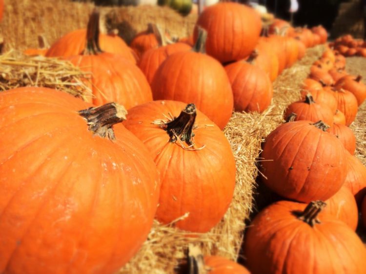 Find a perfect pumpkin at a Northern Virginia pumpkin patch.