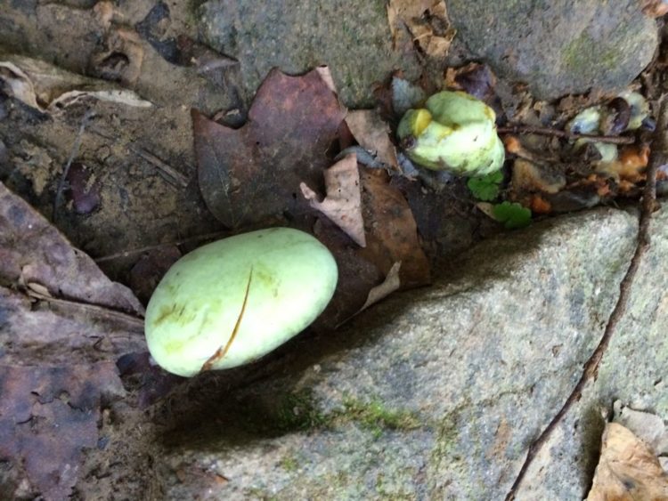 Paw paw Turkey Run Park