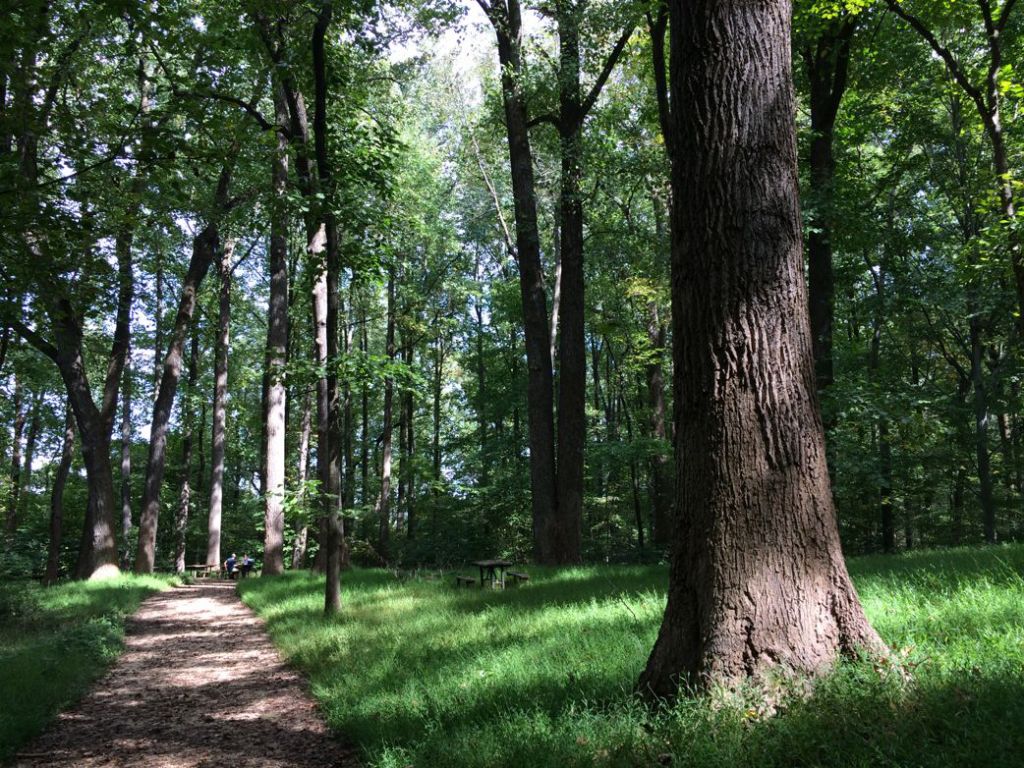 Picnic area Turkey Run Park