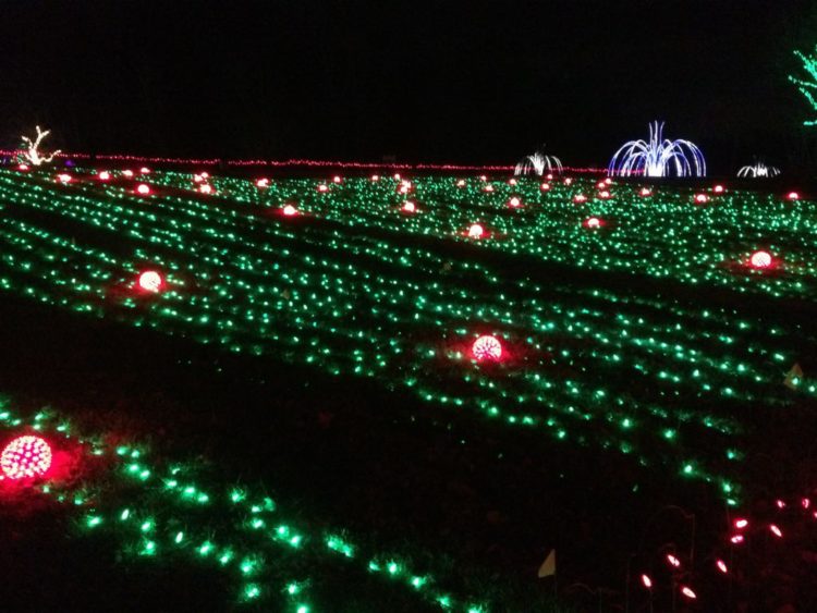 field of pumpkin lights at Meadowlark Winter walk of Valot