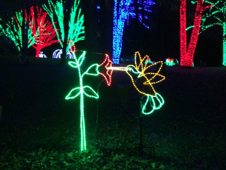 Meadowlark Winter Walk of Lights animated hummingbird