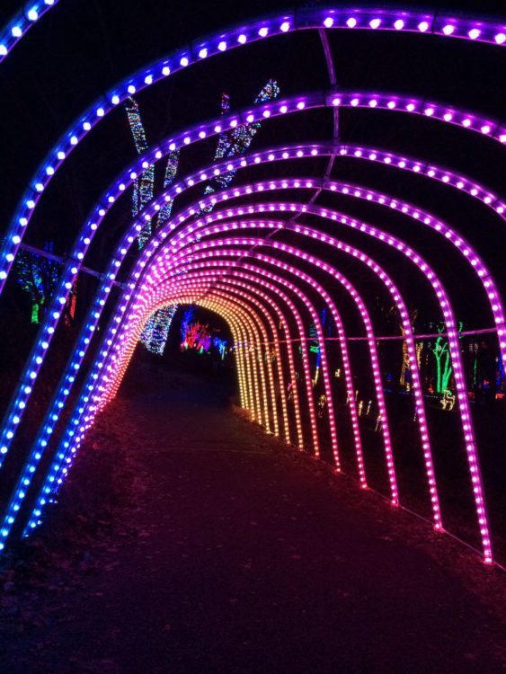 Meadowlark tunnel av lys