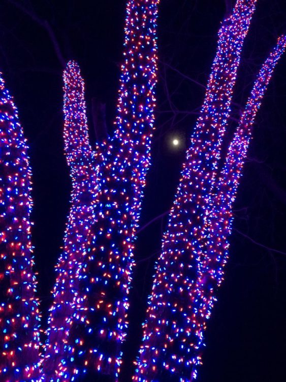 Meadowlark Gardens Winter Walk of Lights Holiday Fun in Northern VA