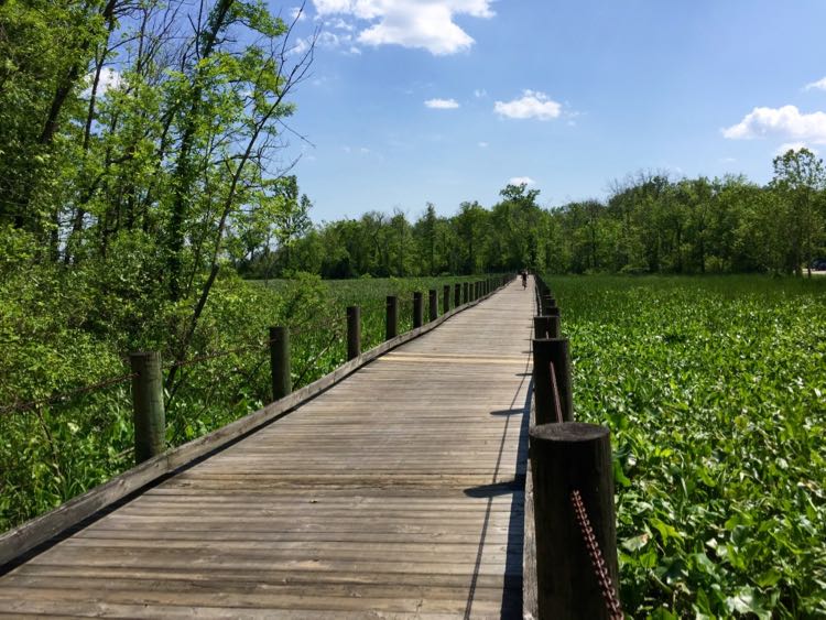 Mount Vernon Trail boardwalk over Dyke Marsh