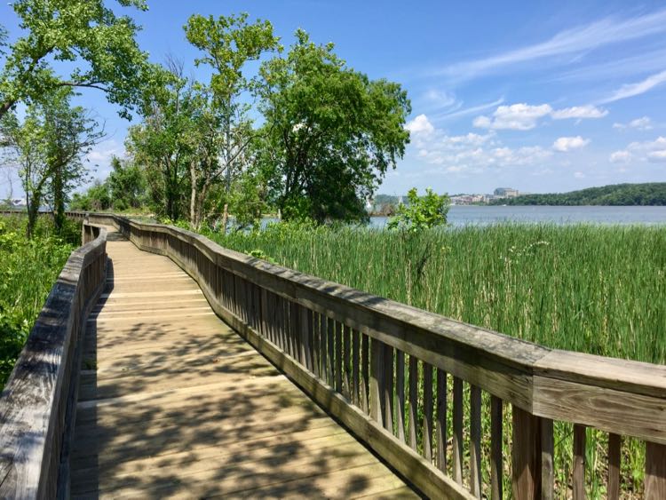 Dyke Marsh boardwalk in spring