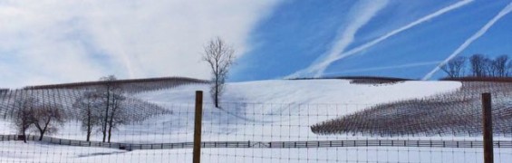 Fun Places to Go After a Northern Virginia Snowstorm Wintery vineyard view in Loudoun County VA