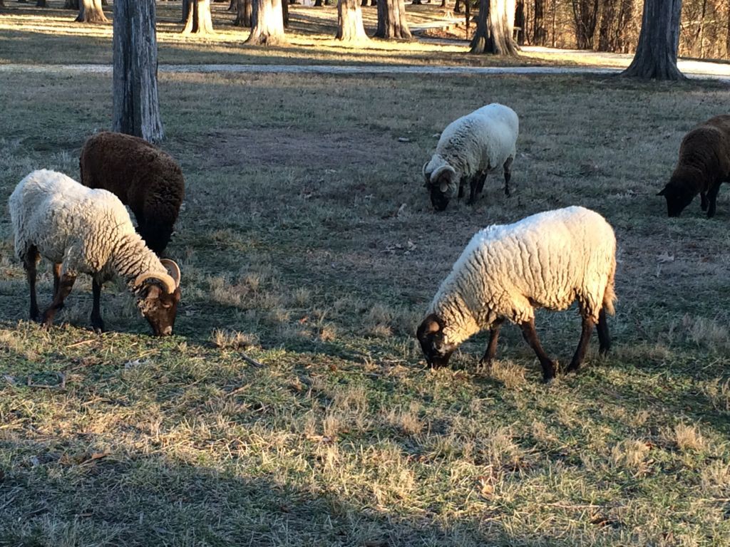 Washington Birthplace heritage sheep