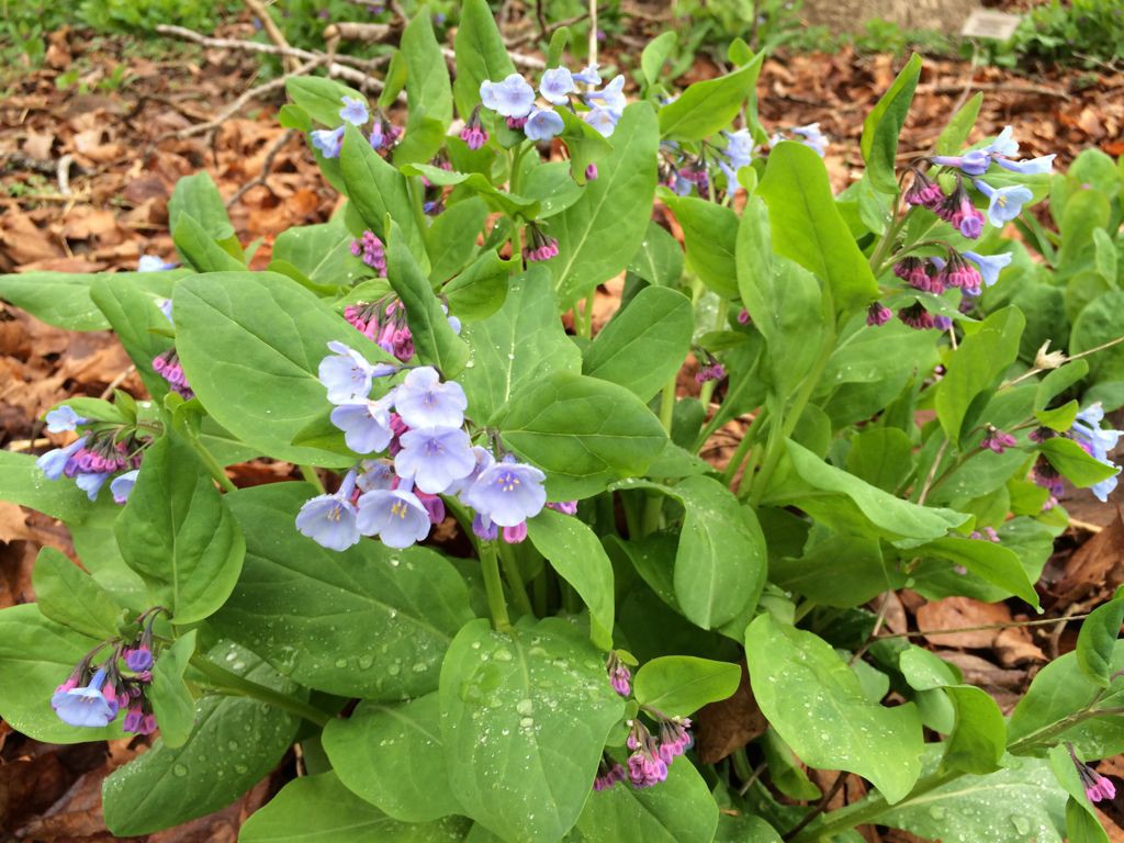 Bluebells bloom in April at Riverbend Park Virginia