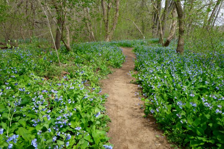 Bluebells in full bloom at Riverbend Park, Great Falls Virginia