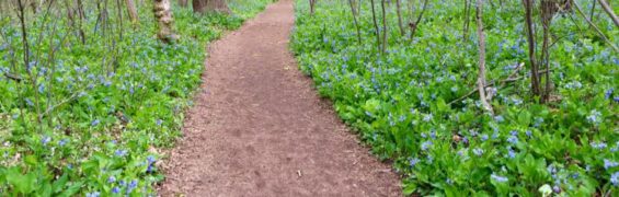 8 Great Spring Hikes in Northern Virginia: Outdoor Fun Near Washington DC Bluebells surround the Potomac Heritage Trail at Riverbend Park