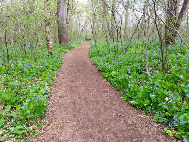 Bluebells surround the Potomac Heritage Trail at Riverbend Park