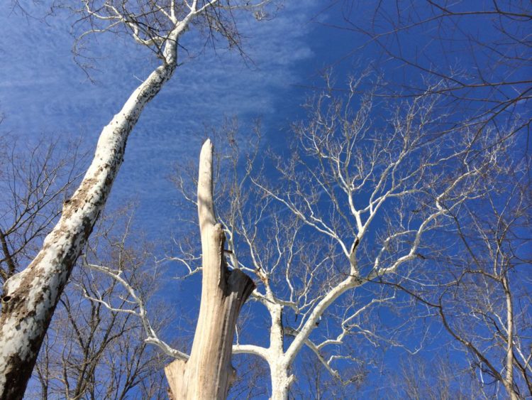 Great Falls sycamores