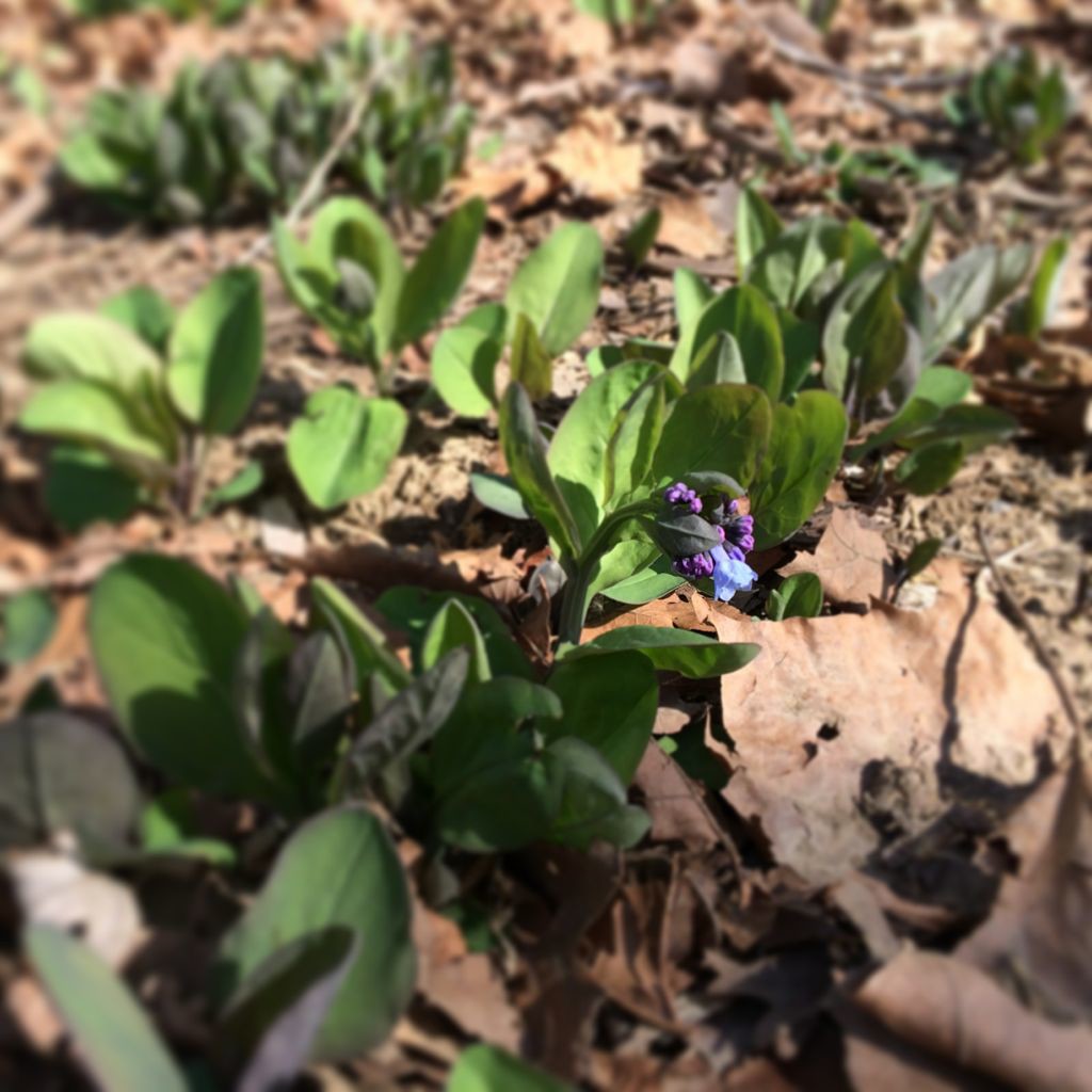 Virginia Bluebells start to bloom in early April