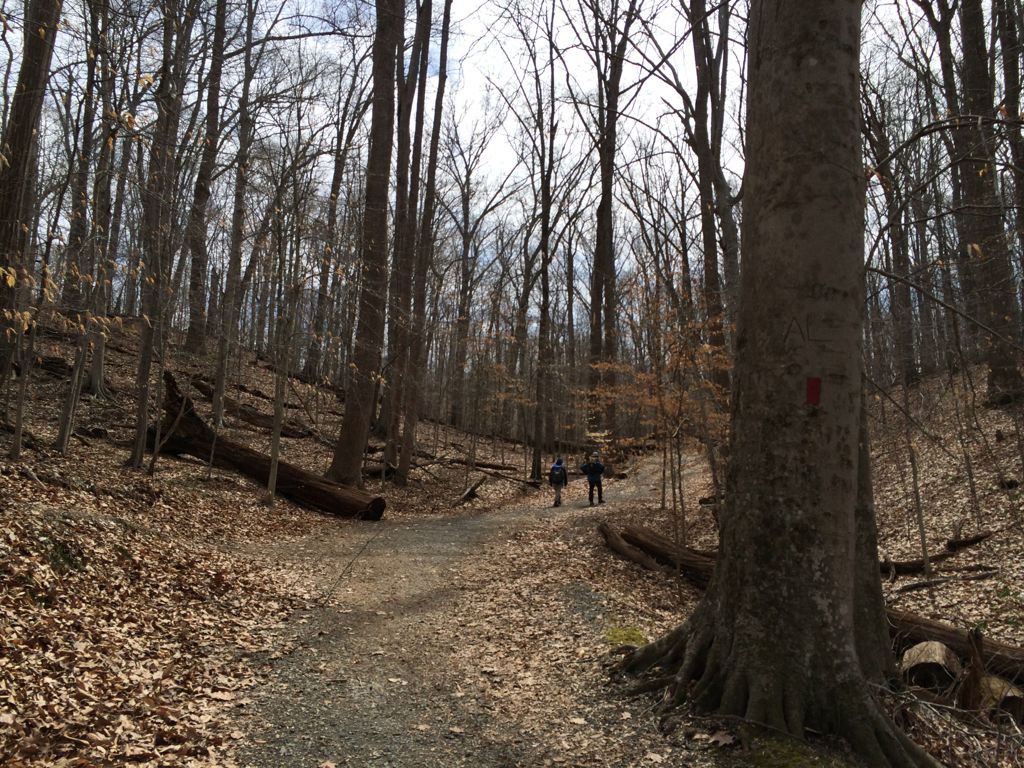 Hiking the Bootlegger trail at Riverbend Park in Great Falls Virginia