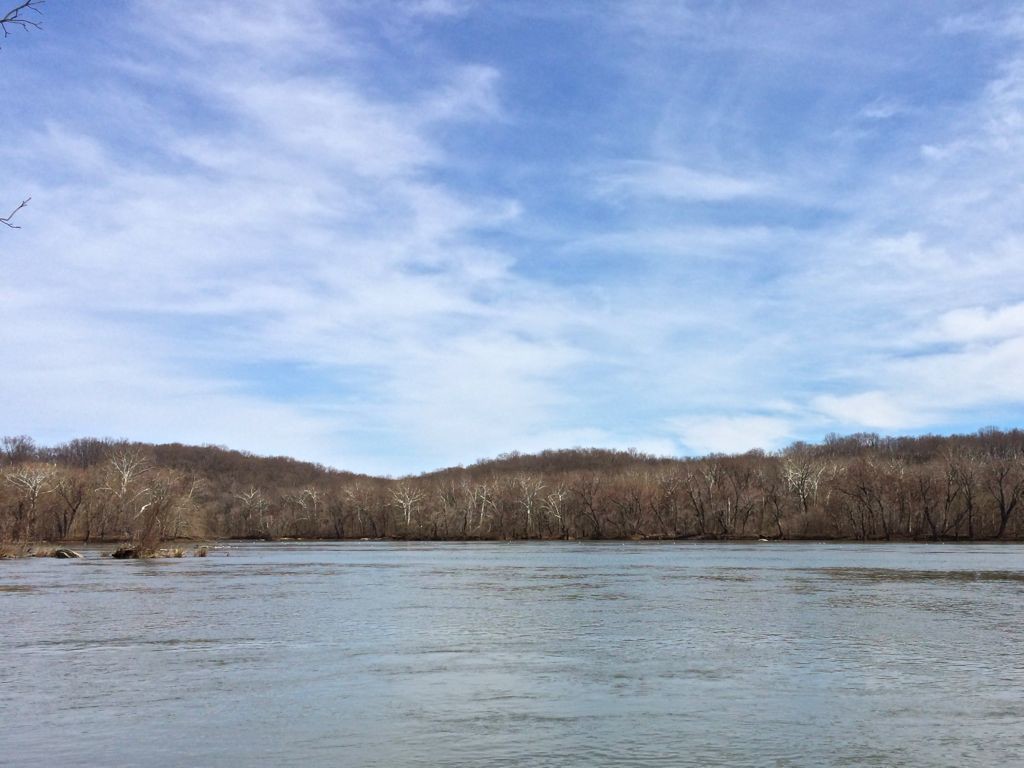 Riverbend Sycamores and river