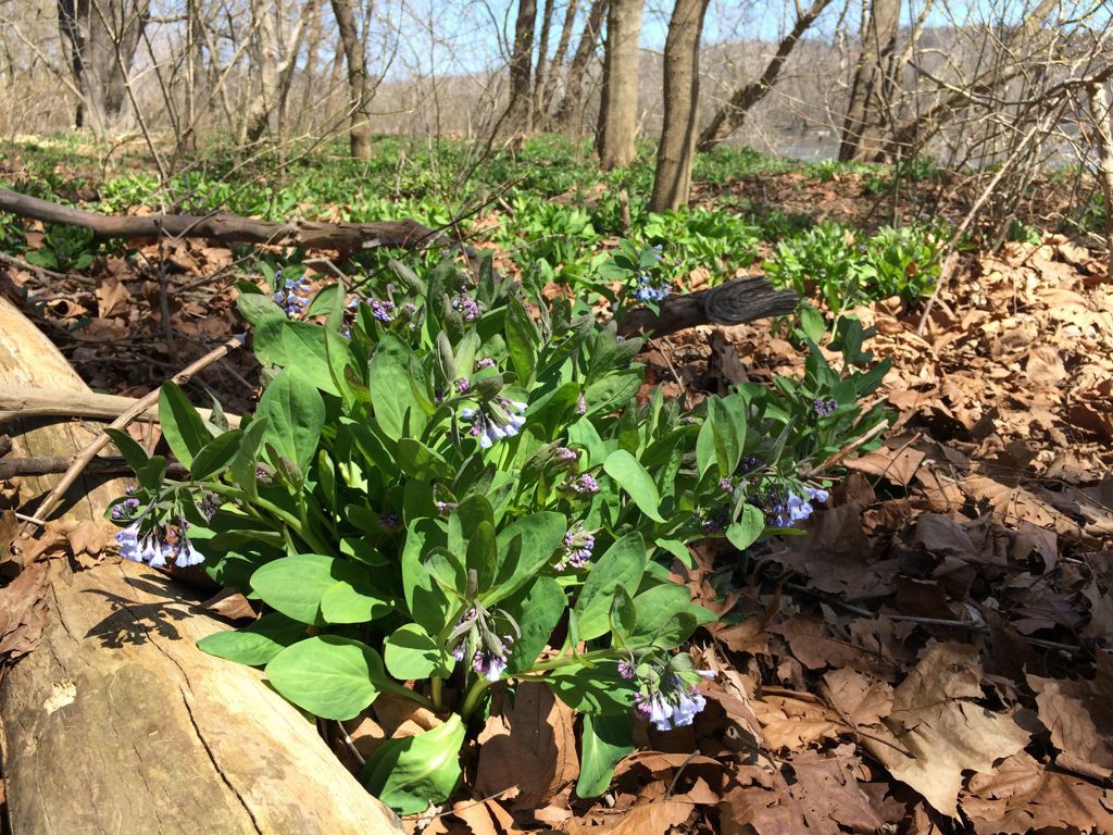 Riverbend bluebells April 6