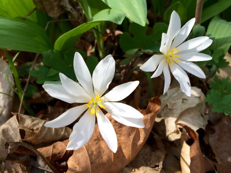 Bloodroot at Riverbend Park Virginia