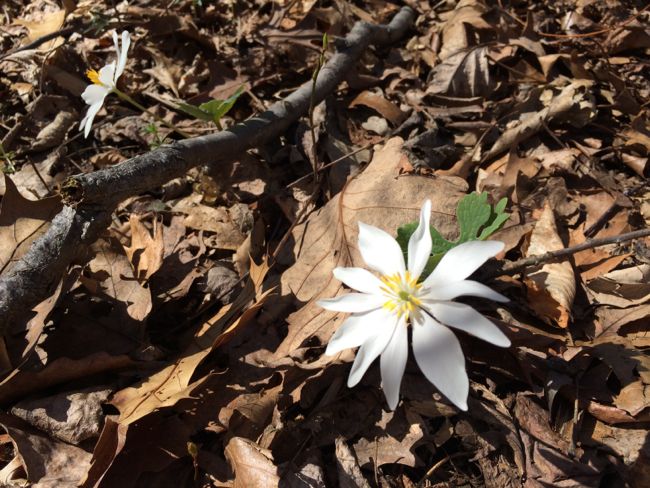 Bloodroot at Red Rock Overlook Park, Virginia
