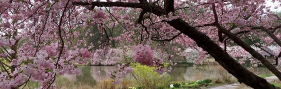 5 Fun Spring Break Outings in the Northern Virginia Area Meadowlark Botanical Garden cherry blossoms Vienna Virginia