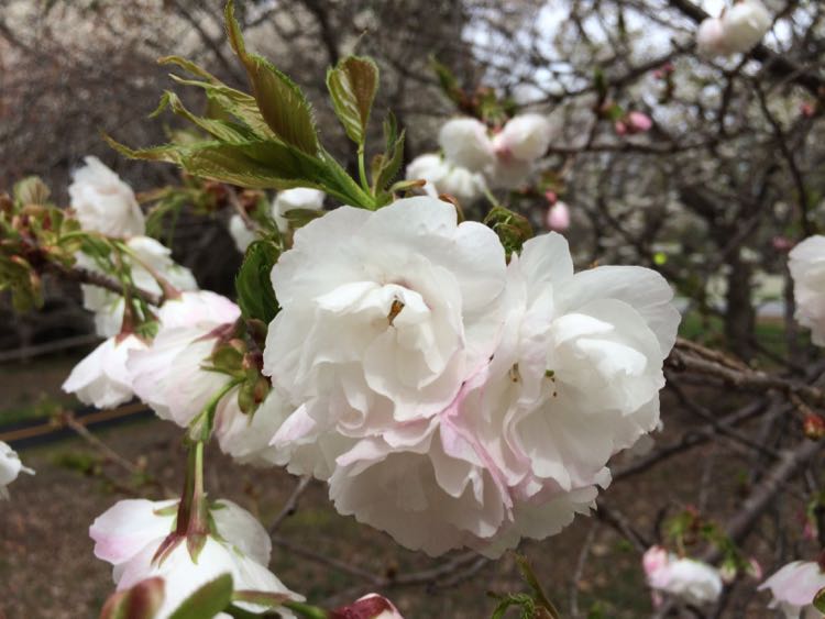 Meadowlark Connector cherry blossoms Vienna Virginia