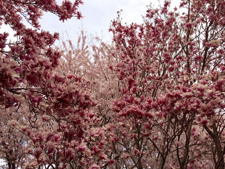 Meadowlark trees in bloom Vienna Virginia