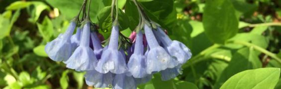 April 2018 Events in Northern Virginia Rainy bluebells
