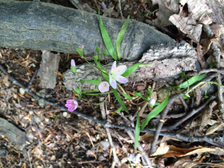 Spring Beauty at Seneca Regional Park