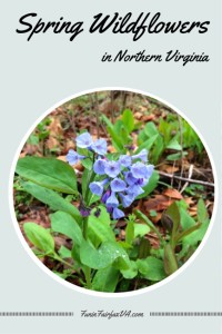 A look at bluebells and other Spring wildflowers in bloom throughout Northern Virginia and favorite walks for enjoying these short-lived Spring beauties.