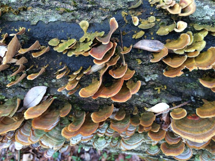 Turkey Tail Mushrooms along a trail in Northern Virginia