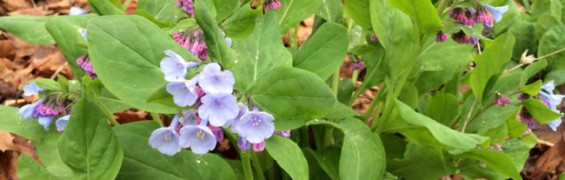 Spring Wildflowers and Where to Find Them in Northern Virginia Virgnia Spring Wildflowers funinfairfaxva