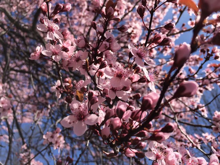 Cherry Blossoms 2016 in DC, Maryland, and Virginia