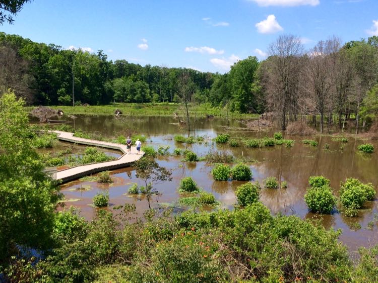 View Huntley Meadows from the observation tower