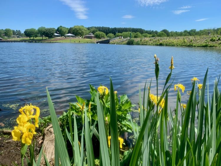 Lake Fairfax Park in spring