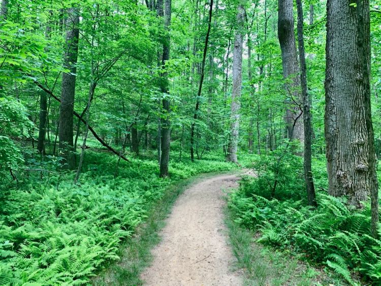 Lake Fairfax Park trail in spring