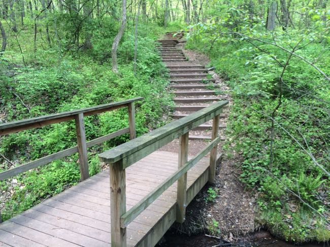 Trail steps Ellanor C Lawrence Park