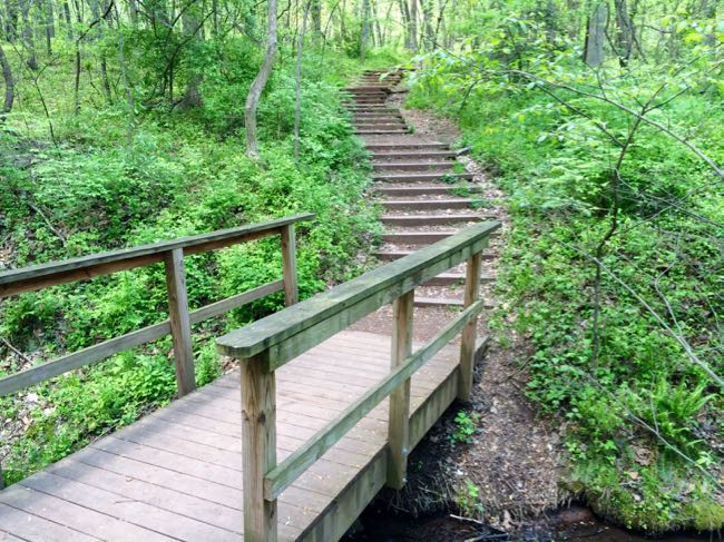 Trail steps E C Lawrence Park