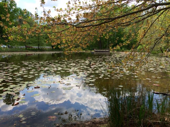 Walney Pond at E C Lawrence Park